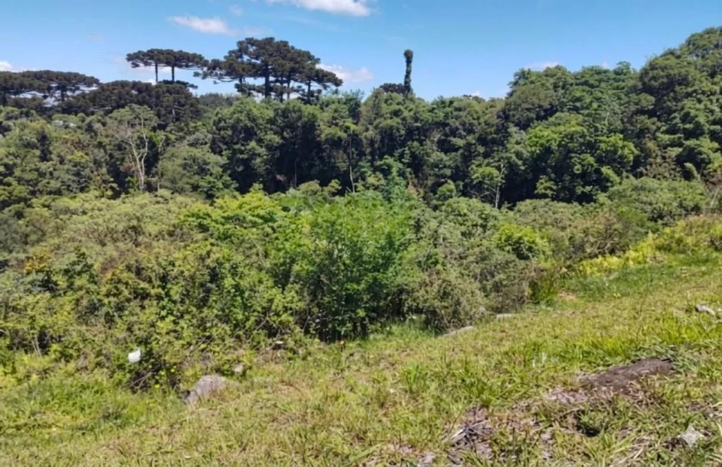 Terreno para venda, Barro Preto, São José Dos Pinhais - foto 4
