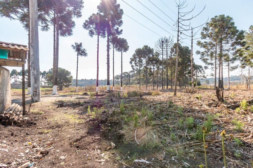 Terreno à venda, 5564 m² por R$ 1.950.000,00 - Rio Pequeno - São José dos Pinhais/PR - foto 5